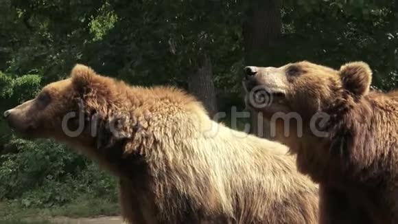 两只棕熊视频的预览图