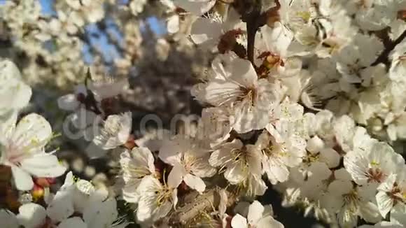 樱花樱花在蓝天背景下盛开的樱花树视频的预览图