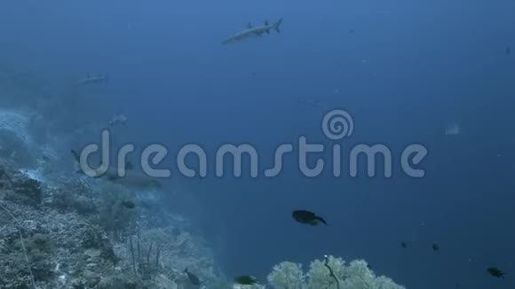 珊瑚礁边缘的白尖暗礁鲨鱼4k视频的预览图