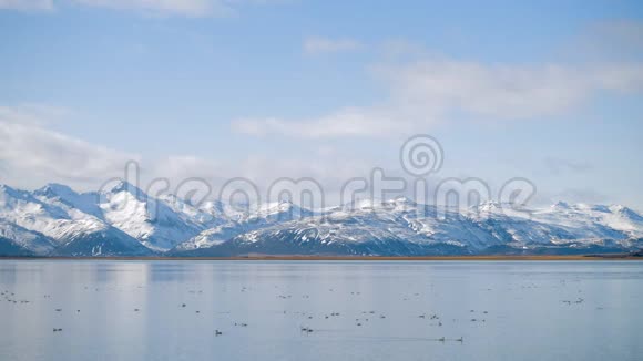 湖山景观中的白天鹅冬天的天鹅冰岛视频的预览图