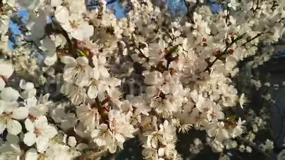樱花樱花盛开的樱花树视频的预览图
