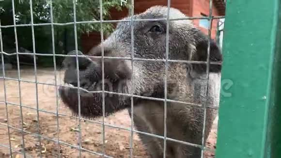 农场里的动物在乞讨食物饥饿的野猪在靠近金属栅栏的地方觅食视频的预览图