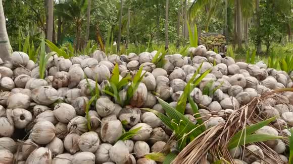 椰子农场坚果准备油和纸浆生产一大堆成熟的分类椰子萨梅岛热带乐园视频的预览图