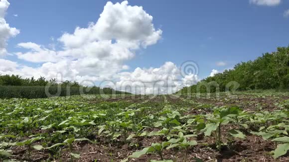 4K向日葵田未熟农业栽培农田农村蔬菜视频的预览图
