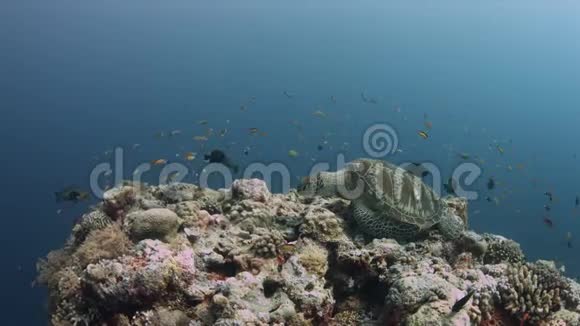 绿海龟在五颜六色的珊瑚礁上游泳4k视频的预览图