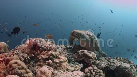 绿海龟在五颜六色的珊瑚礁上游泳4k视频的预览图