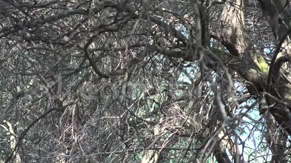 4橄榄果园夏季希腊乡村景色树木油农收获视频的预览图