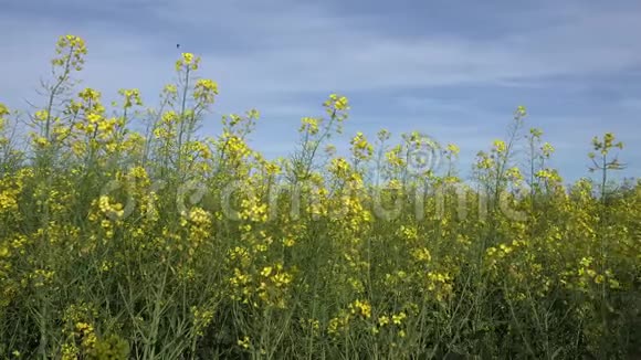 4K油菜农业领域油菜观集体耕地农村视频的预览图