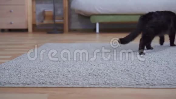 家猫走在地毯上视频的预览图
