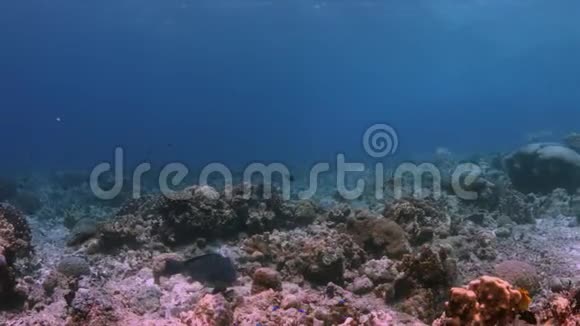 菲律宾珊瑚礁上的驼峰鹦鹉4k视频的预览图