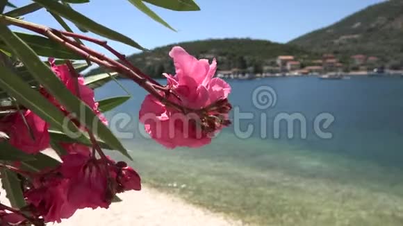 4K奥莱德斯花在地中海海滩海洋观景岛莱夫卡达希腊视频的预览图