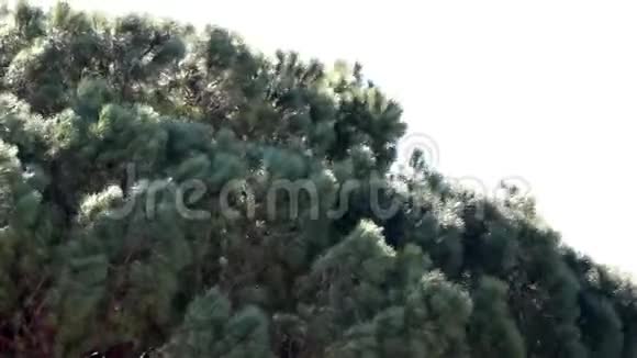 在大风下松树的树冠视频的预览图