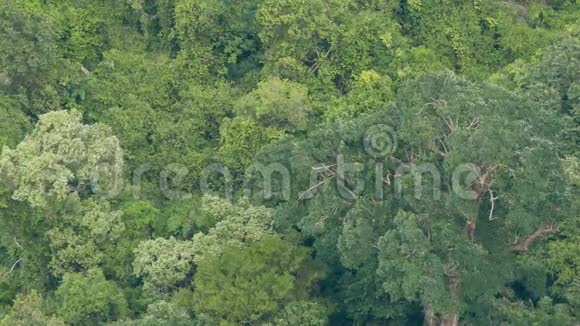 热带雨林中绿色外来树木的树冠从上面刮风的日子明亮多汁的异国热带丛林安静视频的预览图
