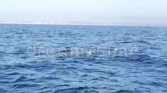 从灰色鲸鱼船在海洋中的海景观赏鲸鱼之旅加利福尼亚州美国蕨类植物视频的预览图