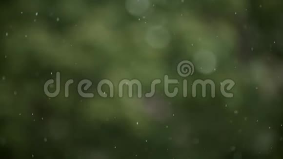 森林背景下的降雨视频的预览图