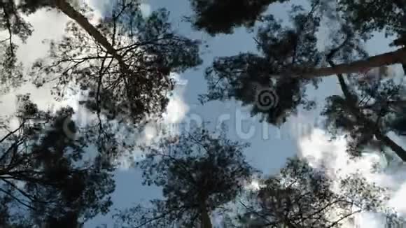 松树随风摇曳天空中有云下景视频的预览图