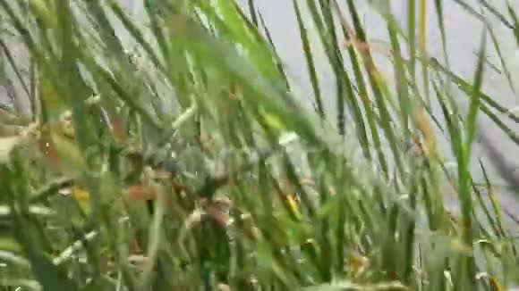 在强风下湖上高大的草茎视频的预览图