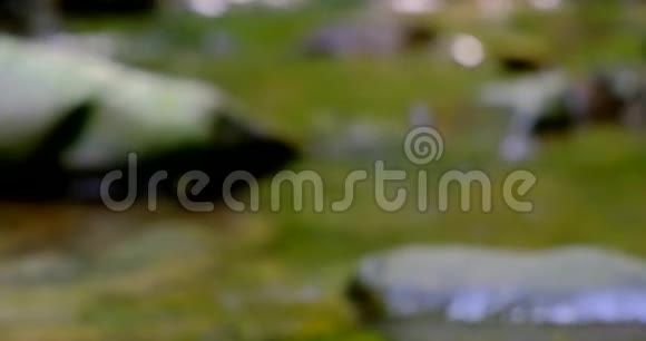 一只蟾蜍坐在小溪前的岩石上视频的预览图