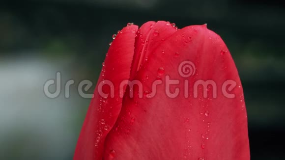 红色郁金香和雨滴视频的预览图