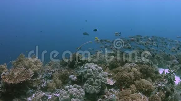 珊瑚礁上的座头鲸鼻鱼4k视频的预览图