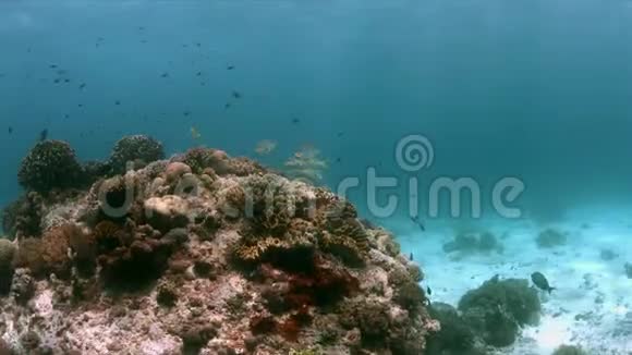 珊瑚礁上的对角线带状甜唇4k视频的预览图