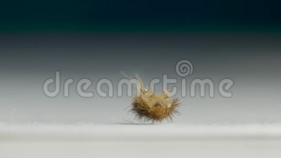一条毛毛毛毛虫从头顶的背部移动到腿上视频的预览图
