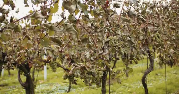 成熟葡萄葡萄园秋季葡萄酒生产视频的预览图