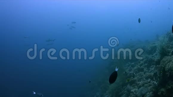 珊瑚礁边缘的灰礁鲨鱼和巴拉库达视频的预览图