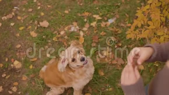 男孩在秋草上喂公鸡高视角男孩训练狗与美味的饲料步行在秋季公园视频的预览图