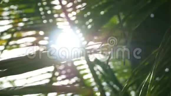 椰子棕榈树冠对蓝色阳光天空透视从地面热带旅游背景景观视频的预览图