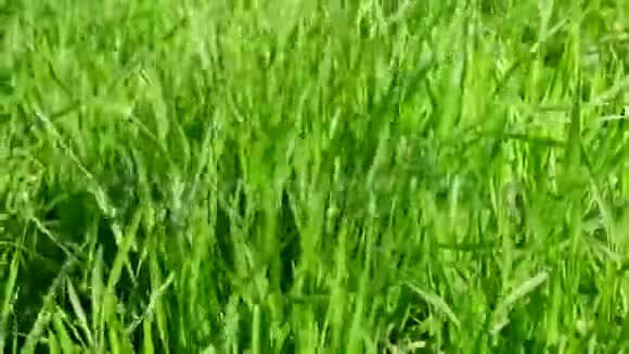 在夏天的春天里公园里高高的绿草在风中摇曳视频的预览图