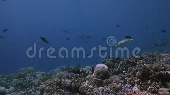 珊瑚礁上的绿海龟4k视频的预览图