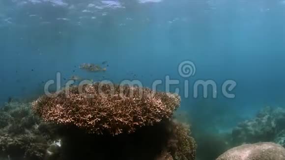珊瑚礁上的对角线带状甜唇4k视频的预览图
