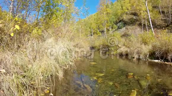 秋天的风景干草黄树和落叶漂浮在河上视频的预览图