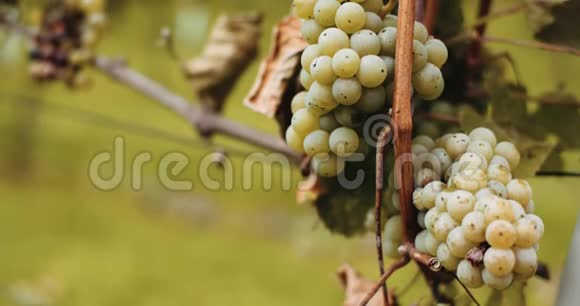 成熟葡萄葡萄园秋季葡萄酒生产视频的预览图