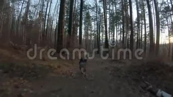 狗沿着森林小径奔跑后视慢动作视频的预览图
