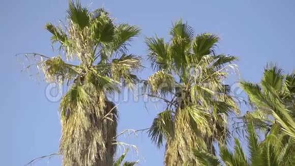在阳光明媚的日子里高大的棕榈树在背景上被孤立天空蔚蓝自然概念视频的预览图
