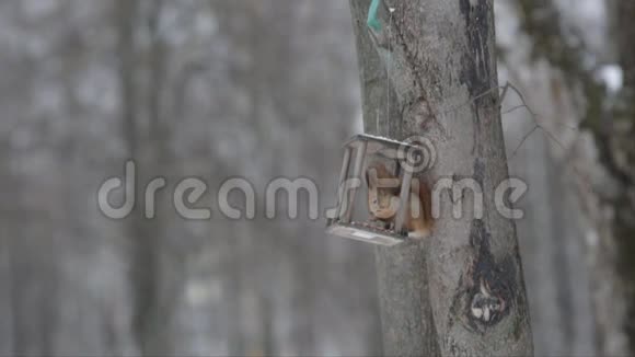 一只小可爱的松鼠在冬天从公园的食槽里吃东西视频的预览图