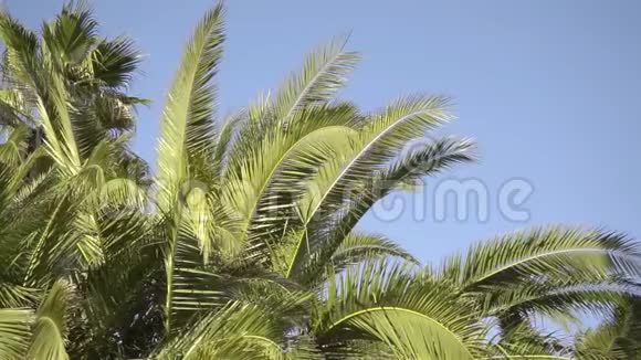 阳光明媚的一天风吹过棕榈叶背景上有一片蓝天自然概念视频的预览图