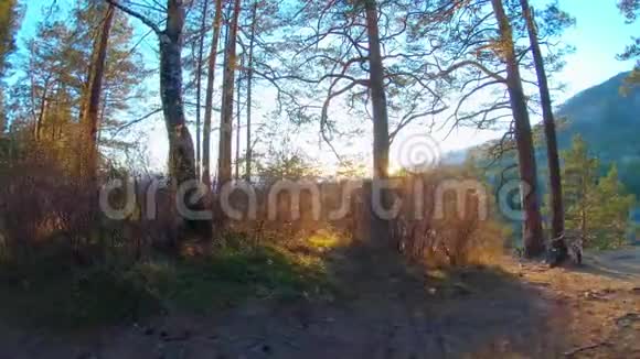日落时分一只狗在灌木丛中奔跑的剪影慢动作视频的预览图