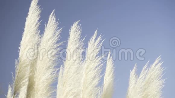 在一个阳光明媚的日子里靠近风吹过的潘帕斯草或瑟塔德里亚色罗纳背景是蓝天自然概念视频的预览图