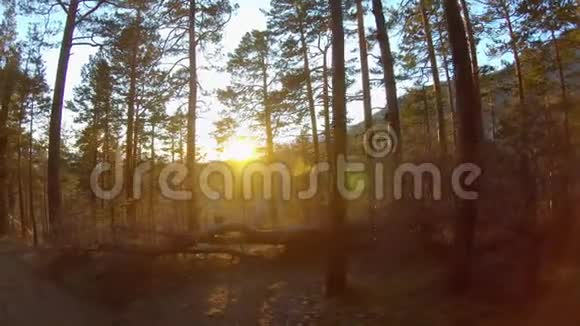 日落或黎明时在森林里散步明亮的阳光穿过树林视频的预览图