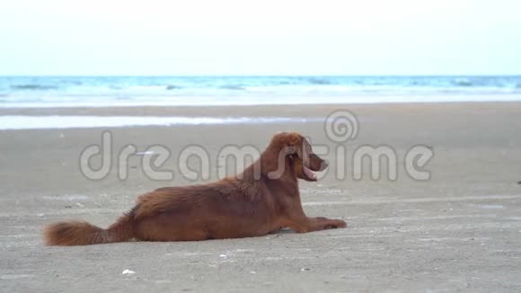 这条狗躺在靠近大海的海滩上泰国华欣海滩视频的预览图