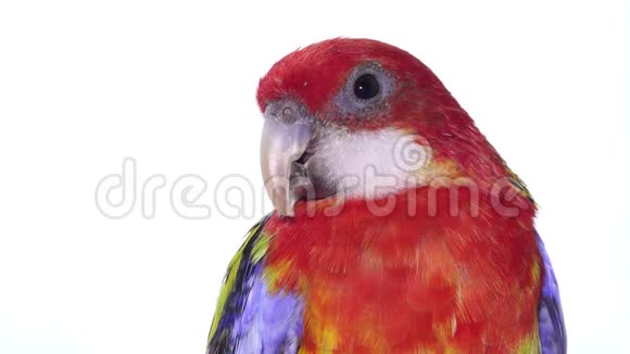 蔷薇鹦鹉澳洲鸟视频的预览图