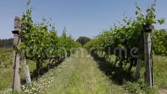 在一个炎热干燥和非常明亮的下午一片稳定的葡萄园视频的预览图