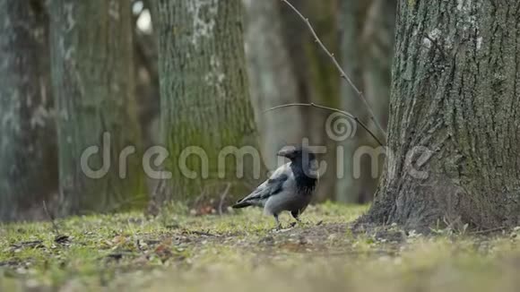灰鹊乌鸦把食物藏在树附近的地上视频的预览图