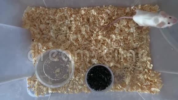 白色白化病实验室老鼠在塑料盒子里跑来跑去后腿站立可爱的小啮齿动物宠物动物视频的预览图