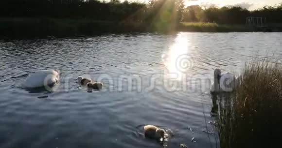 天鹅家族在城市公园的池塘里视频的预览图
