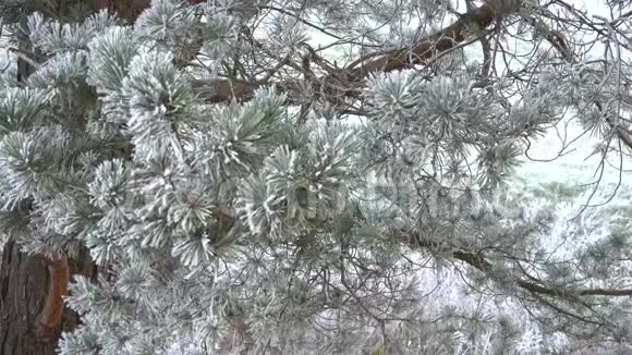 在寒冷的冬日松枝视频的预览图