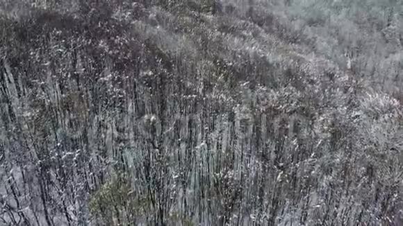 冬季在森林上空进行空中射击视频的预览图